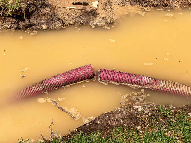 Best Professional water damage repair  in Zephyrhills North, FL
